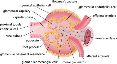 Autophagy and its therapeutic potential in diabetic nephropathy